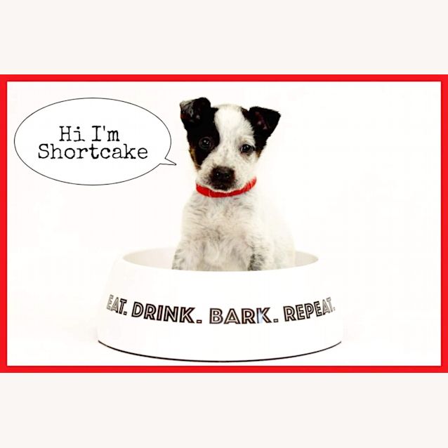 Photo of Shortcake 