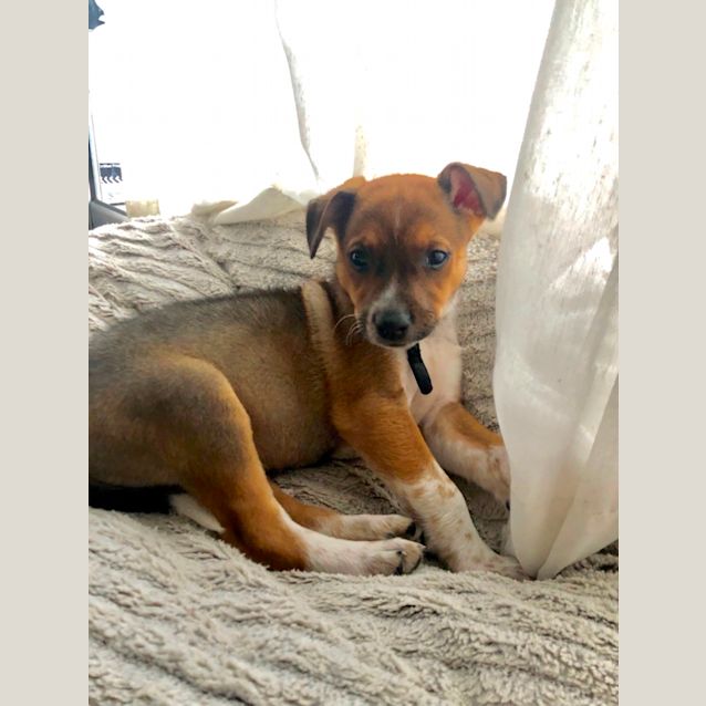 Photo of Brownie 🐕