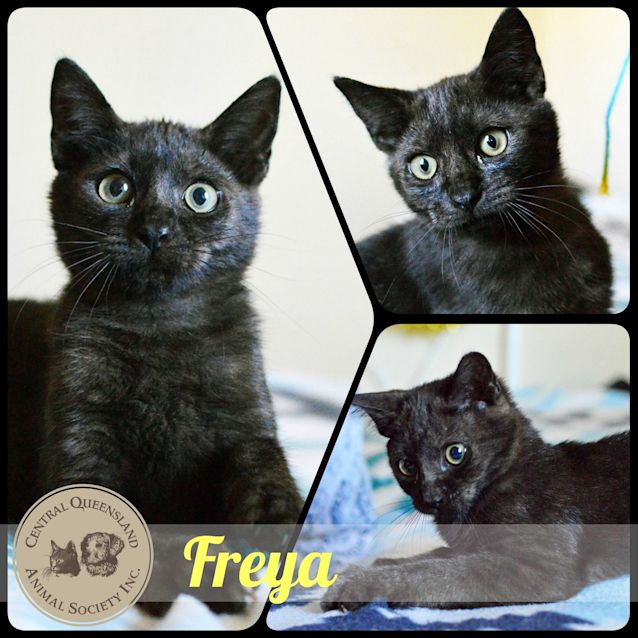 Photo of Freya