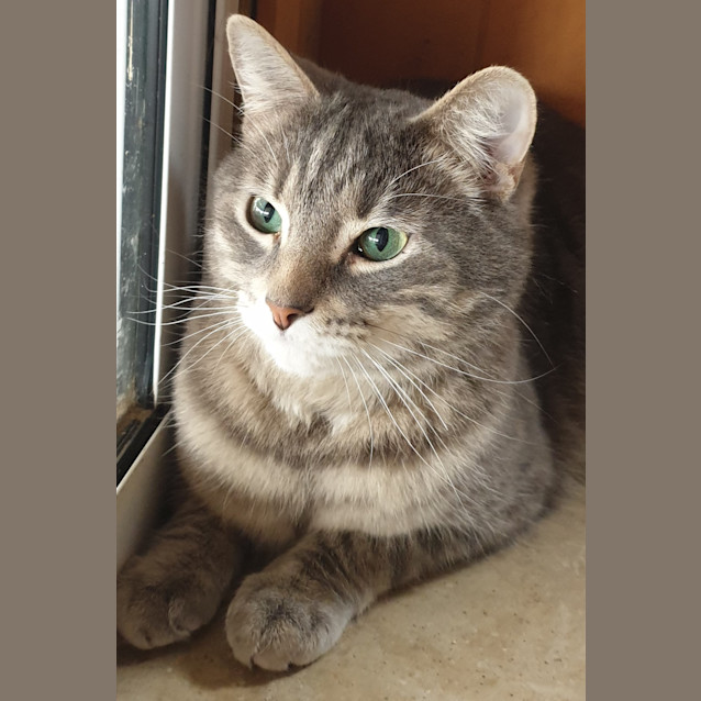 Photo of Mr Puss