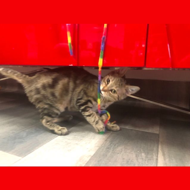 Photo of Mindy    Meet Me In Cat Lounge/Neko Hq Preston