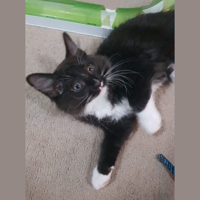 Photo of Harley Quinn