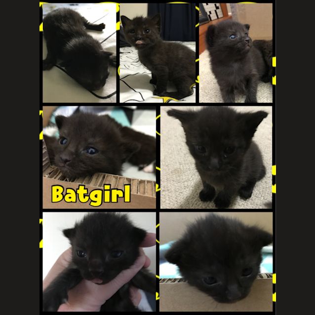 Photo of Batgirl