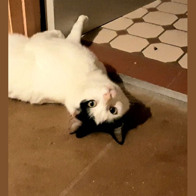 Photo of Dog Friendly Cassidy! $230