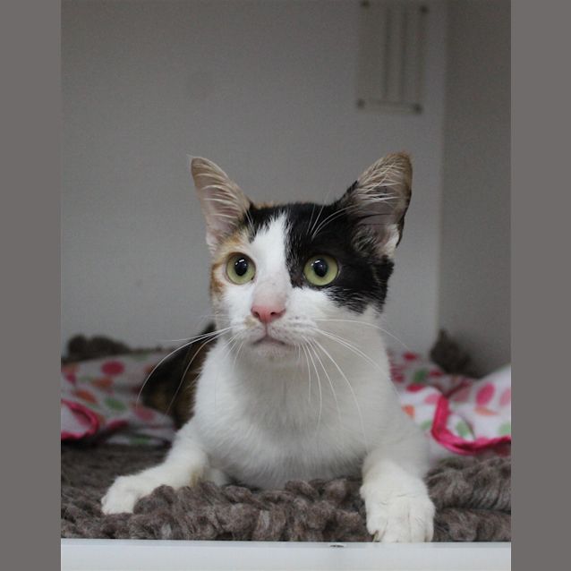 Photo of Glinda