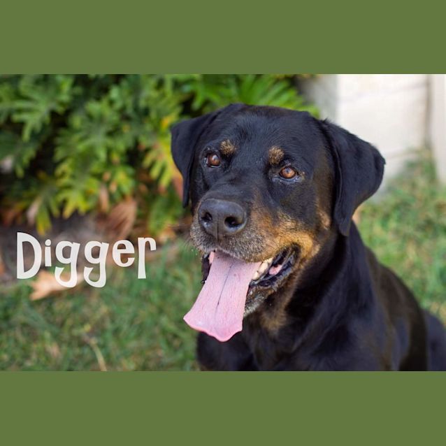 Photo of Digger
