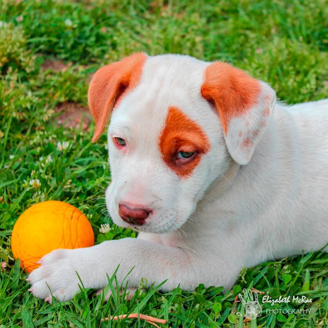 Photo of Moe ~ Ridgeback X Puppy (On Trial 17/10/19)