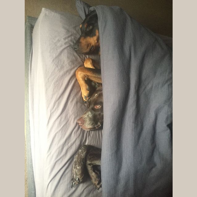 Photo of Dobermann 000160919