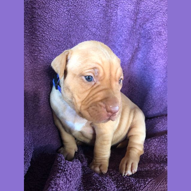 Photo of Nala