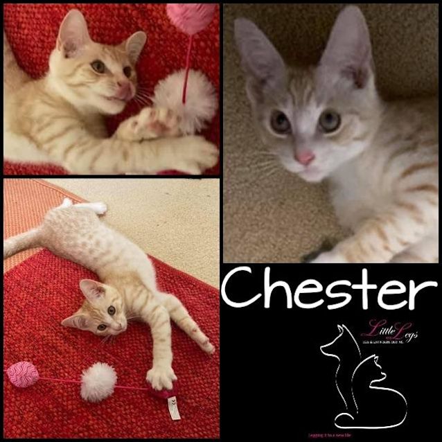Photo of Chester