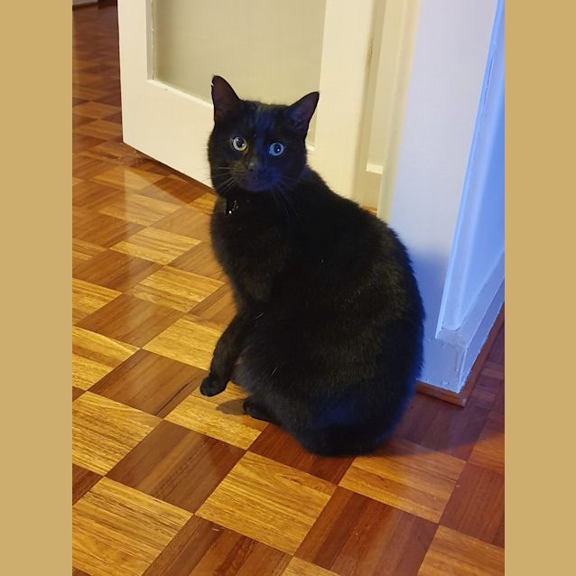 Photo of Catt Damon   Located In Elsternwick