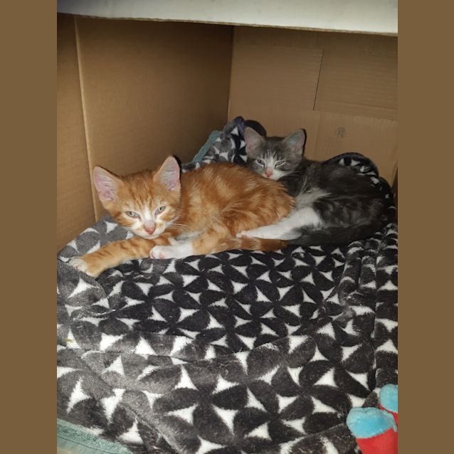 Photo of Thor   Located In Rosanna