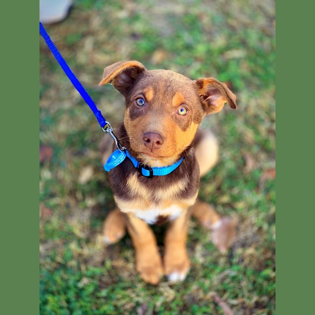 Photo of Banjo