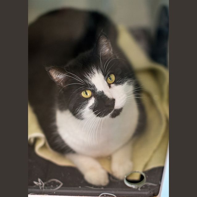 Photo of Shadow