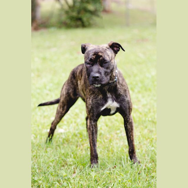 Photo of Coco ~ 1 Year Old Staffy X (On Trial 2/11/19))