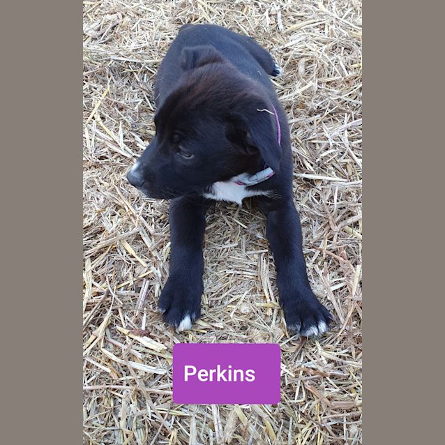 Photo of Perkins