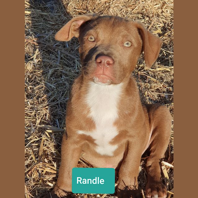 Photo of Randle