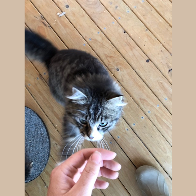 Photo of Tommy