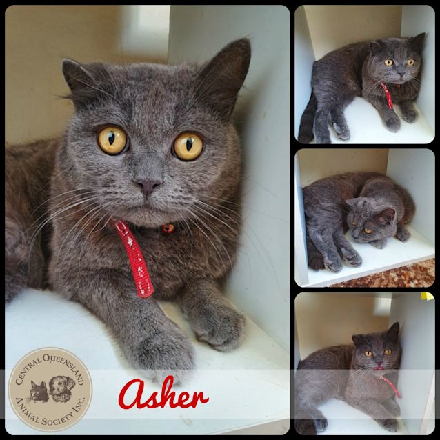 Photo of Asher