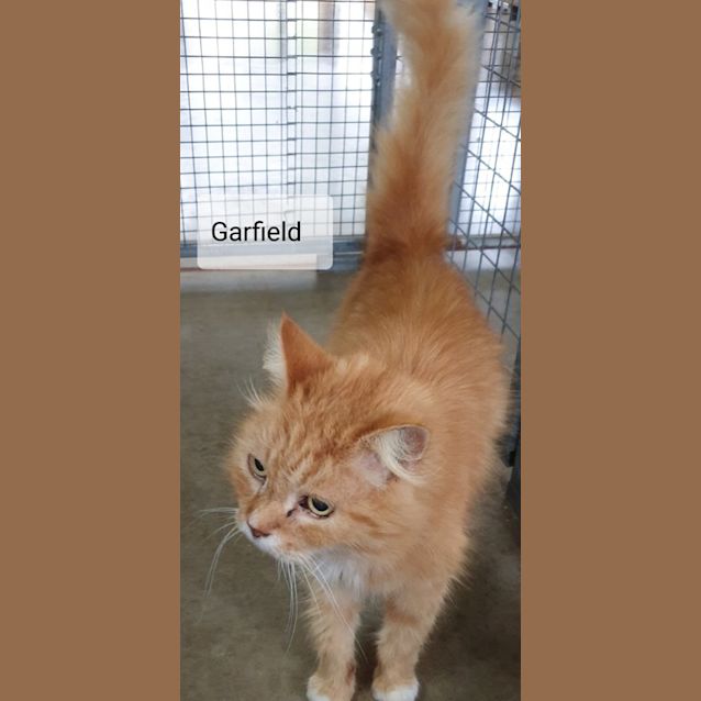 Photo of Garfield