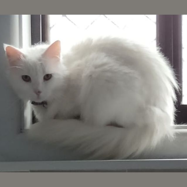 Photo of Luna