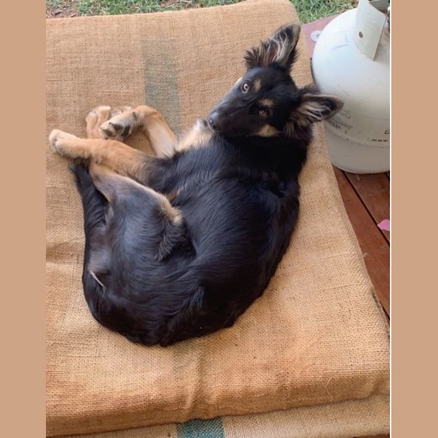 Photo of Sprinkles   Meet And Greet Organised