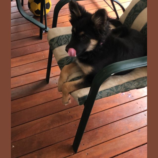 Photo of Sprinkles   Meet And Greet Organised