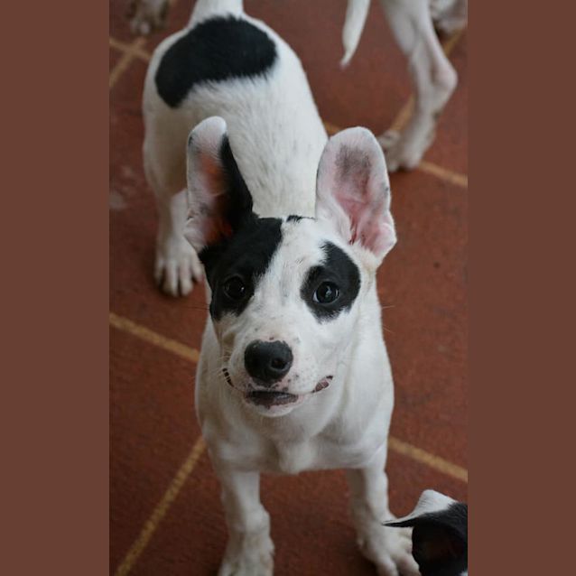 Photo of Chevy