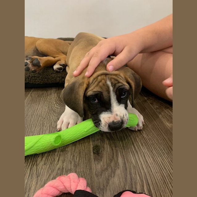 Photo of Elyse **Adoption Pending**