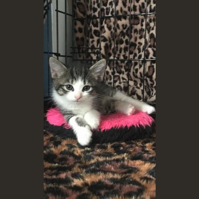 Photo of Sherbet