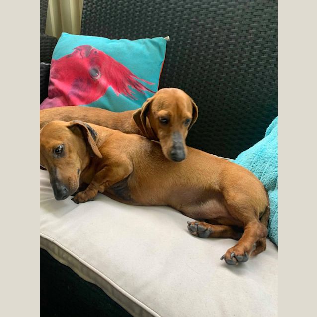 Photo of Buzz Db511 & Woody Db512