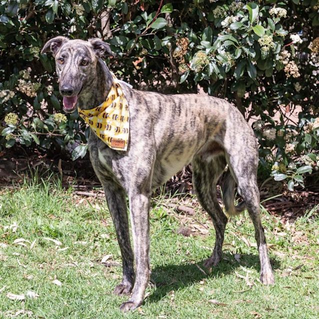 Photo of Mercury (On Trial 18 Oct)