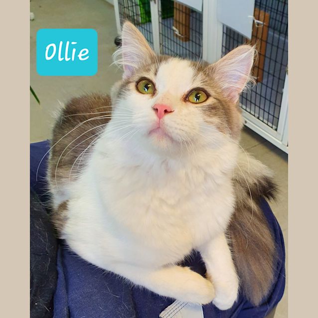 Photo of Ollie (3072019)