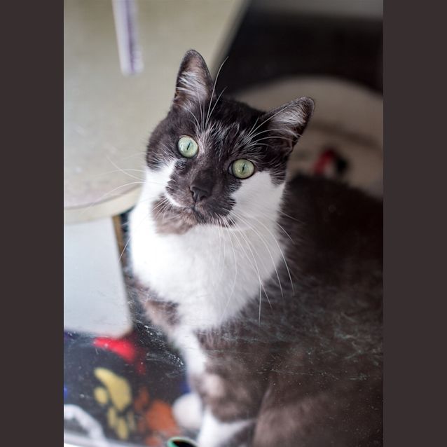 Photo of Whiskas