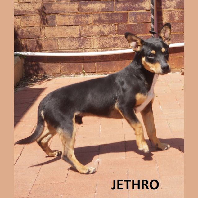 Photo of Jethro