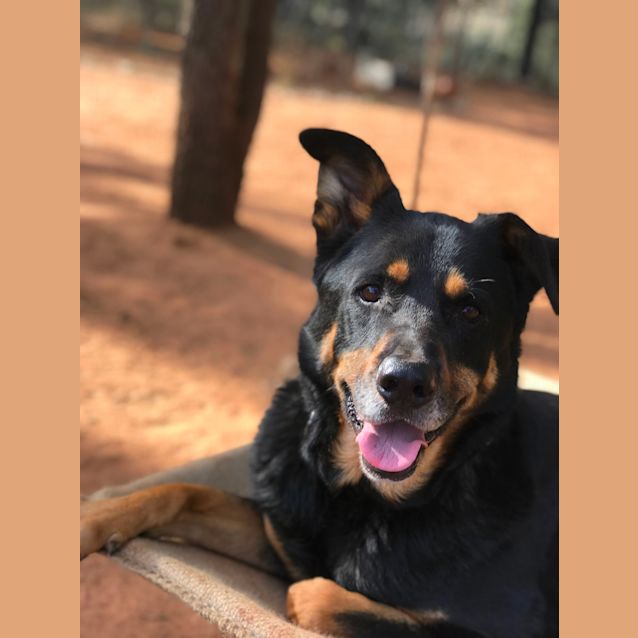 Photo of Toby