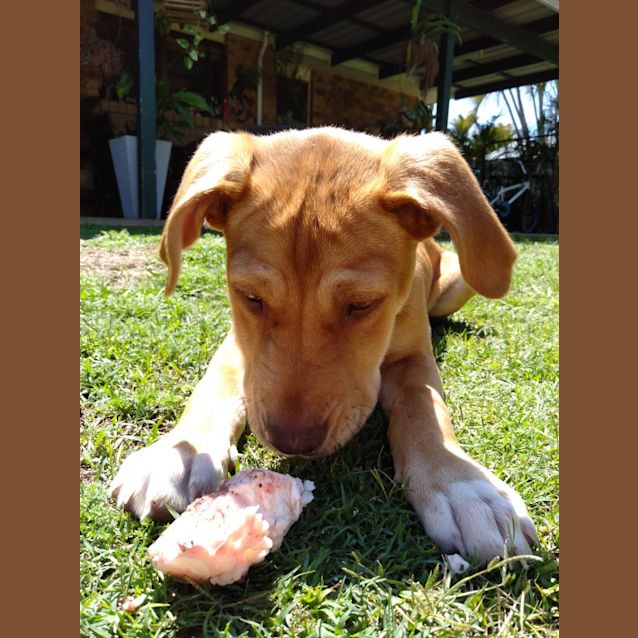 Photo of Iris 