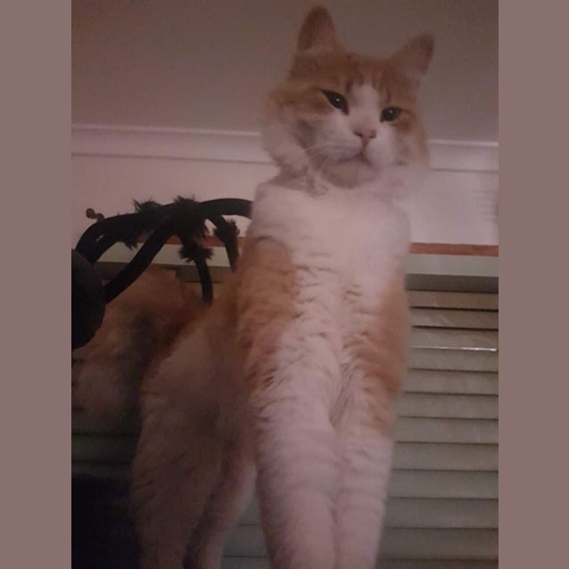 Photo of Dexter 