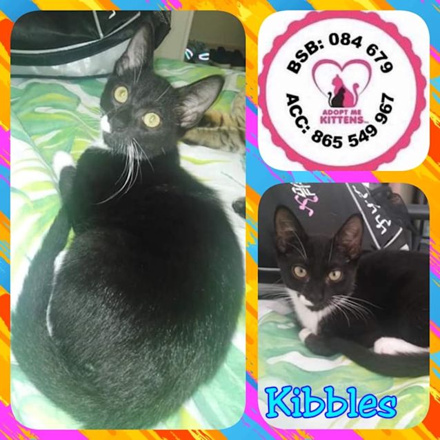 Photo of Kibbles
