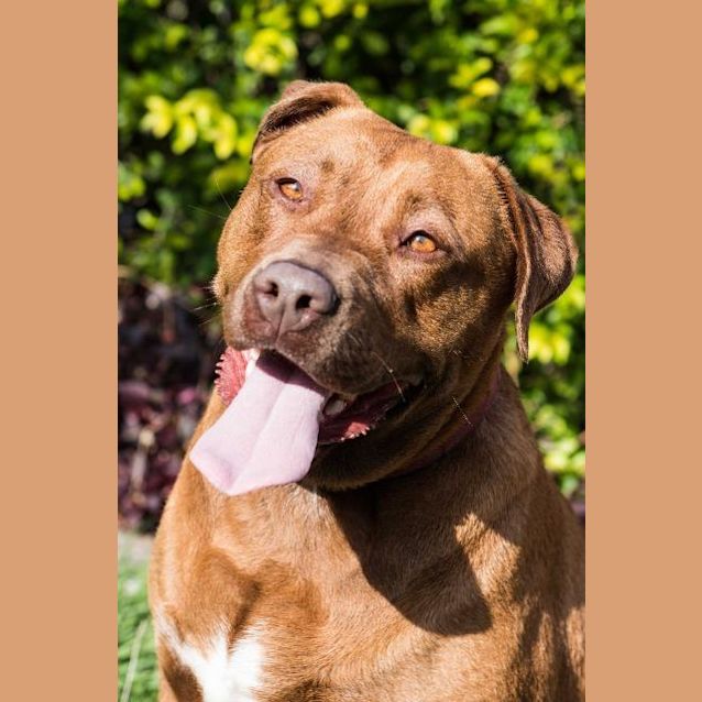 Photo of Tilly