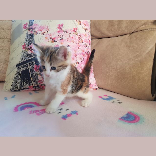 Photo of Rescue Kittens