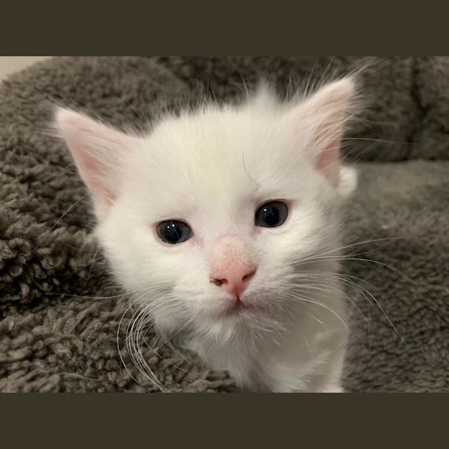 Photo of Snowy ^^Dandy Cat Rescue^^