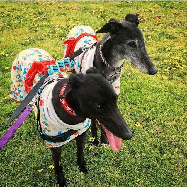 Photo of Chance.   Melbourne