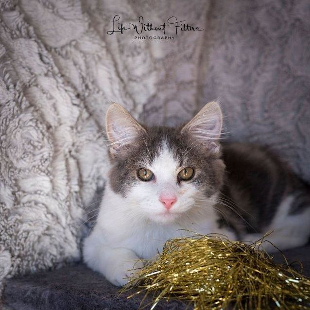 Photo of Oliver