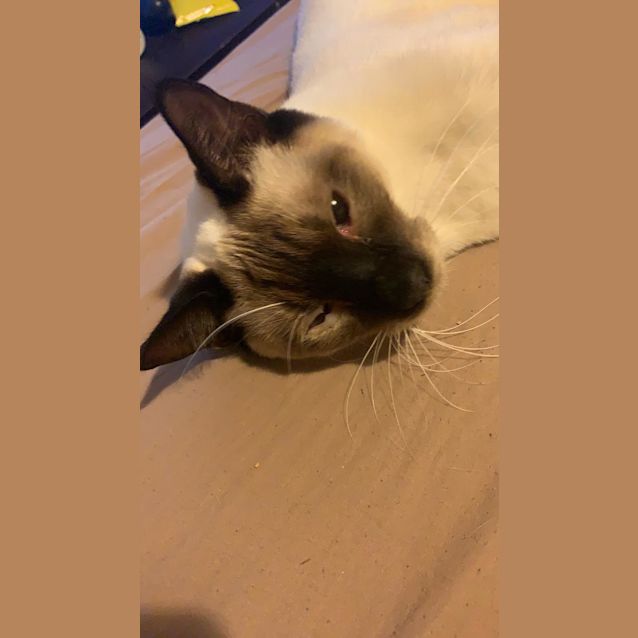 Photo of Milo 