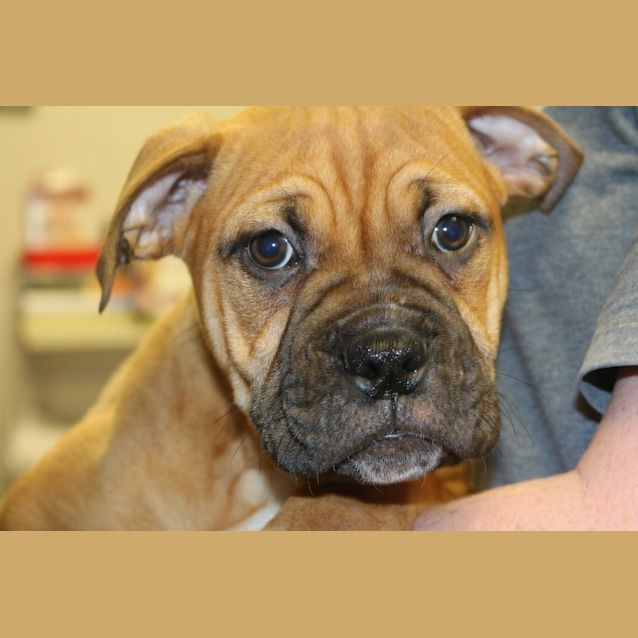 Photo of Nitro