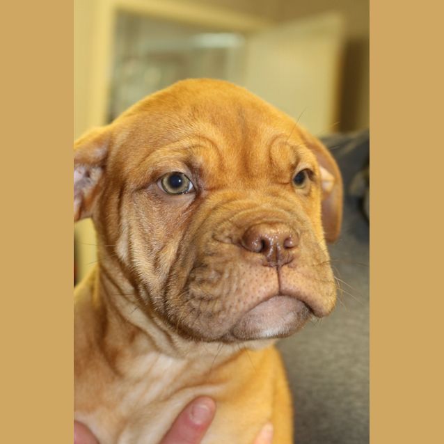 Photo of Rocco