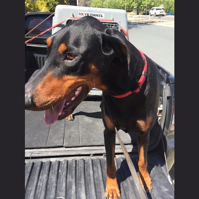 Photo of Dobermann 05220515419100