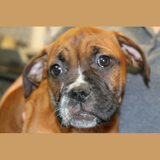 Photo of Penny