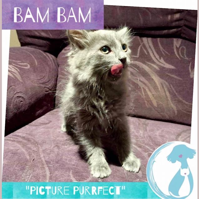 Photo of Bam Bam